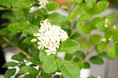 DSC09970.JPG